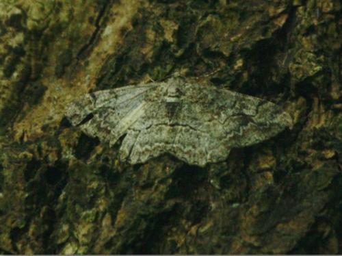 Réf. 182 862 : Alcis repandata